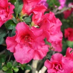 Azalea Meaning Explained: Common Symbols and Hidden Messages