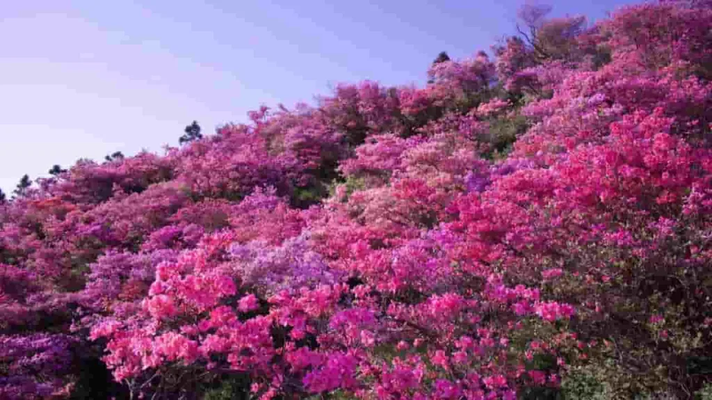 Azalea Meaning Explained: Common Symbols and Hidden Messages