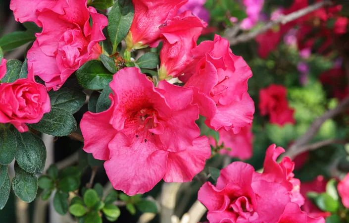 Azalea Meaning Explained: Common Symbols and Hidden Messages