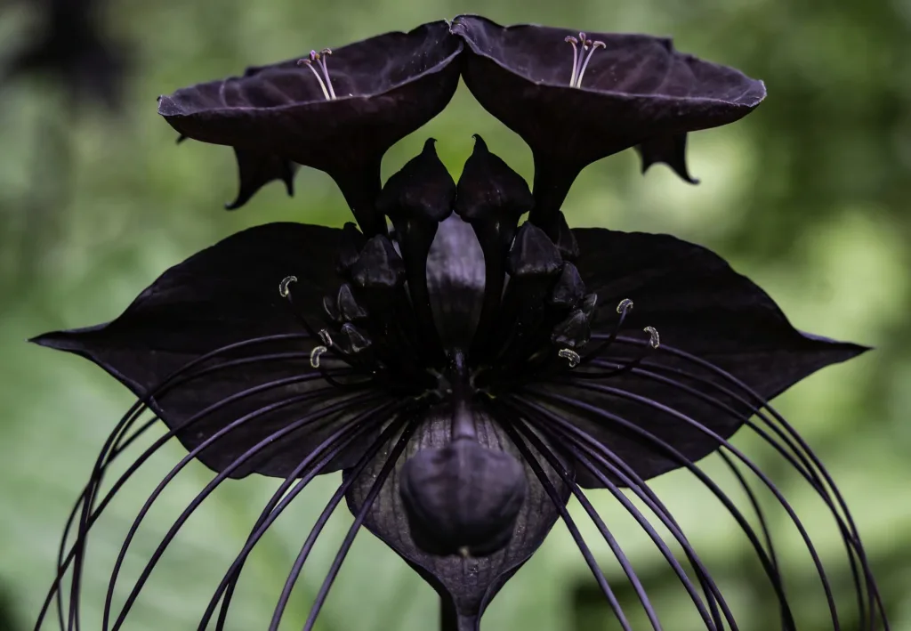 Black Bat Flower Meaning: Symbolism, Spiritual Beliefs, and Cultural Myths