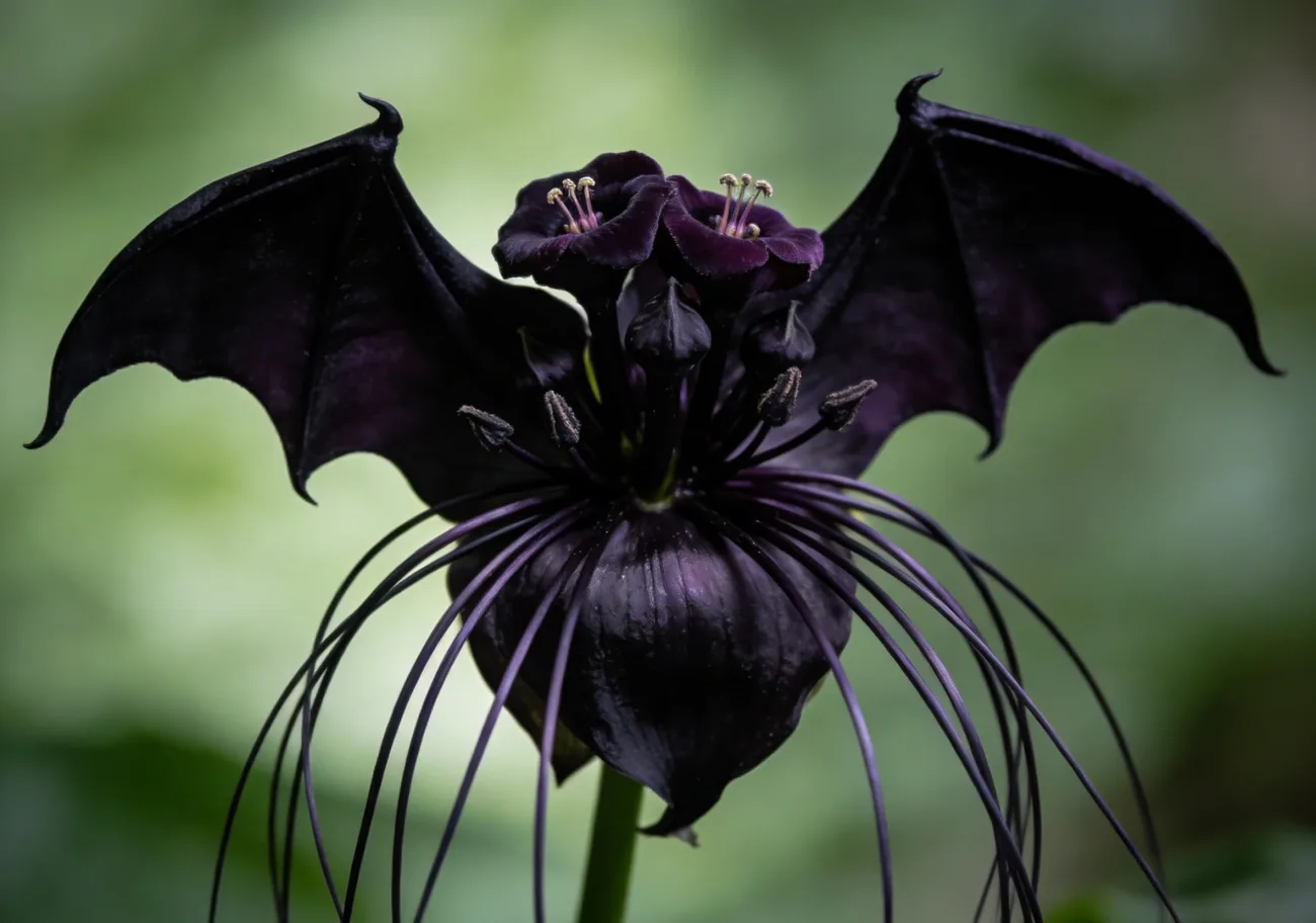 Black Bat Flower Meaning: Symbolism, Spiritual Beliefs, and Cultural Myths