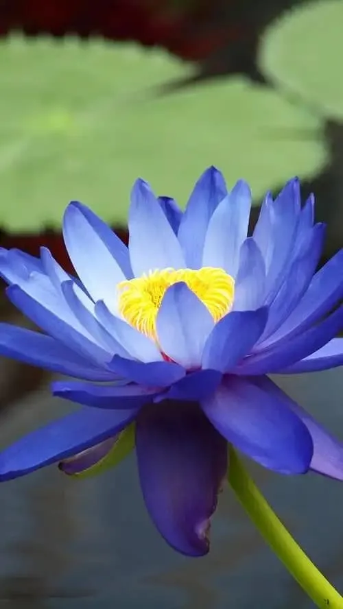Lotus Flower Meaning in Buddhism: Symbolism of Purity and Enlightenment