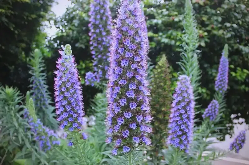 Blue Thistle Flower Meaning: Resilience in the Thorns