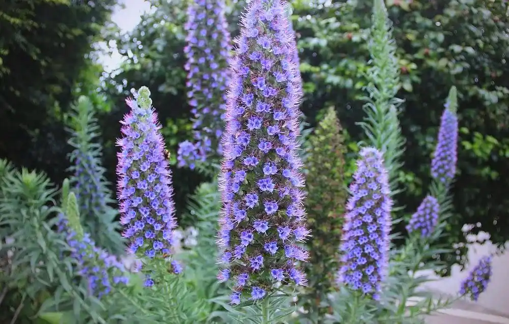 Blue Thistle Flower Meaning: Resilience in the Thorns