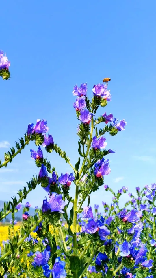 Blue Thistle Flower Meaning: Resilience in the Thorns