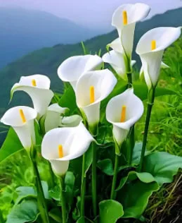 An Elegant Turn: Calla Lily.
