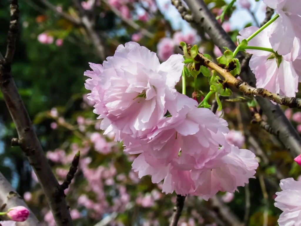 Cherish the Present: Cherry Blossoms.