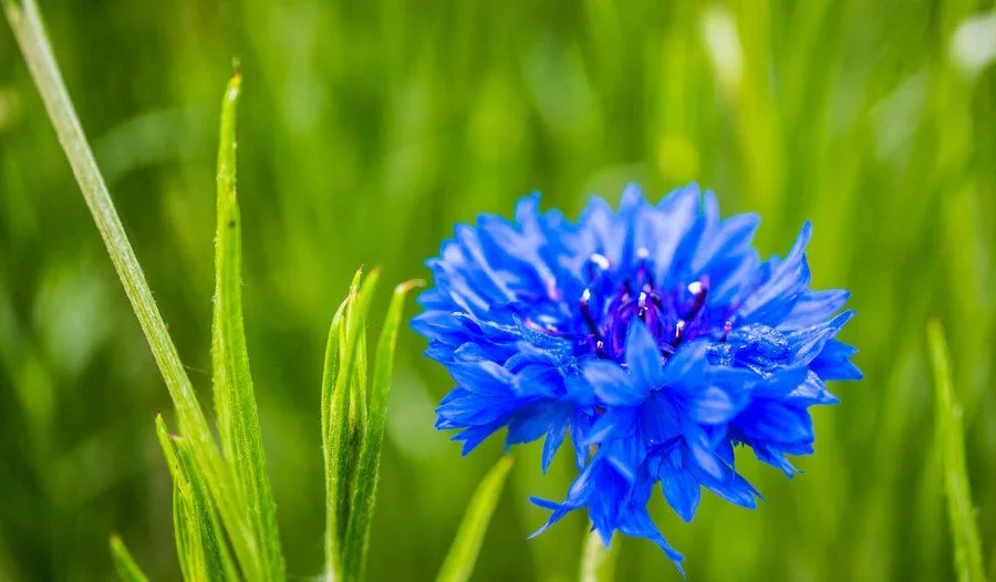 Cornflowers.