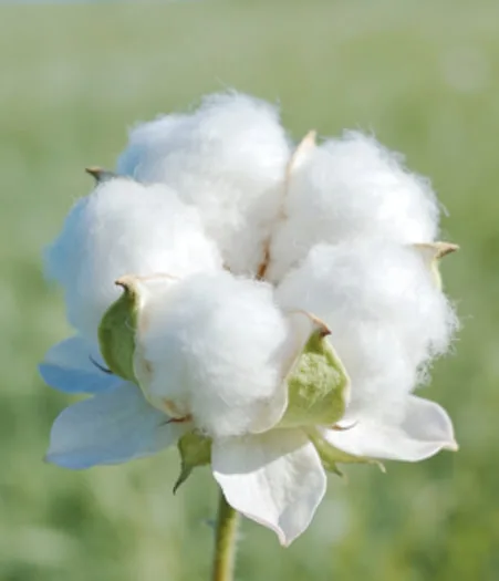 Cotton Flower Meaning Explained: Purity, Comfort, and Quiet Strength