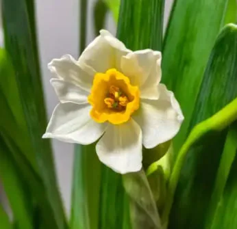 Daffodils.
