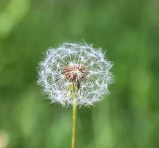 What Flowers Symbolize Freedom? Meaning and Symbolic Flowers Guide