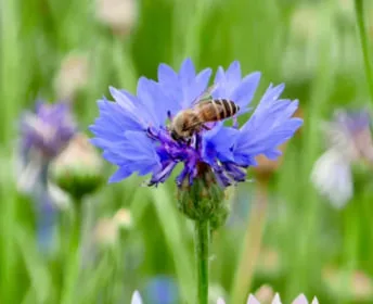 Flower Meaning Hope: Discover the Flowers That Symbolize Hope in Life