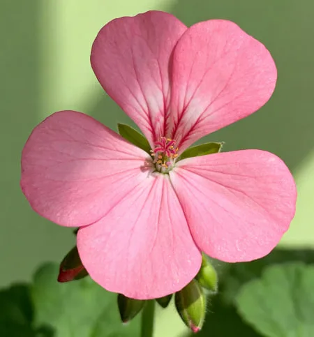 Meaning of the Geranium Flower Explained: Symbolism and Cultural Meaning
