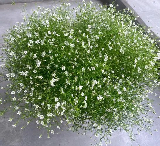 The True Meaning of Baby’s Breath Flowers (It’s More Emotional Than You Think)