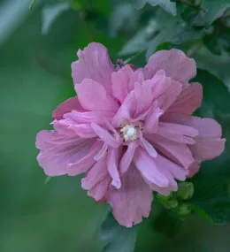 Hibiscus Flower Meaning: Symbolism and Spiritual Power