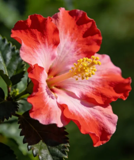 Hibiscus Flower Meaning: Symbolism and Spiritual Power