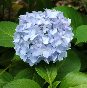 Hydrangeas: A “Family” Gathering for Warmth