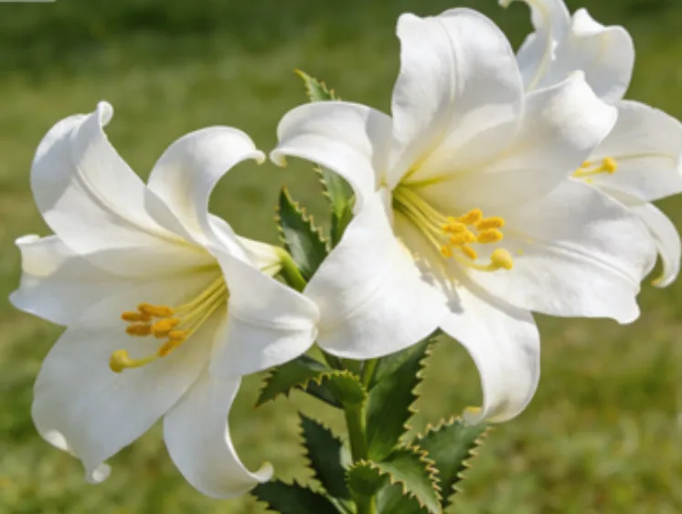 Lilies: Lasting Companionship and Mutual Support