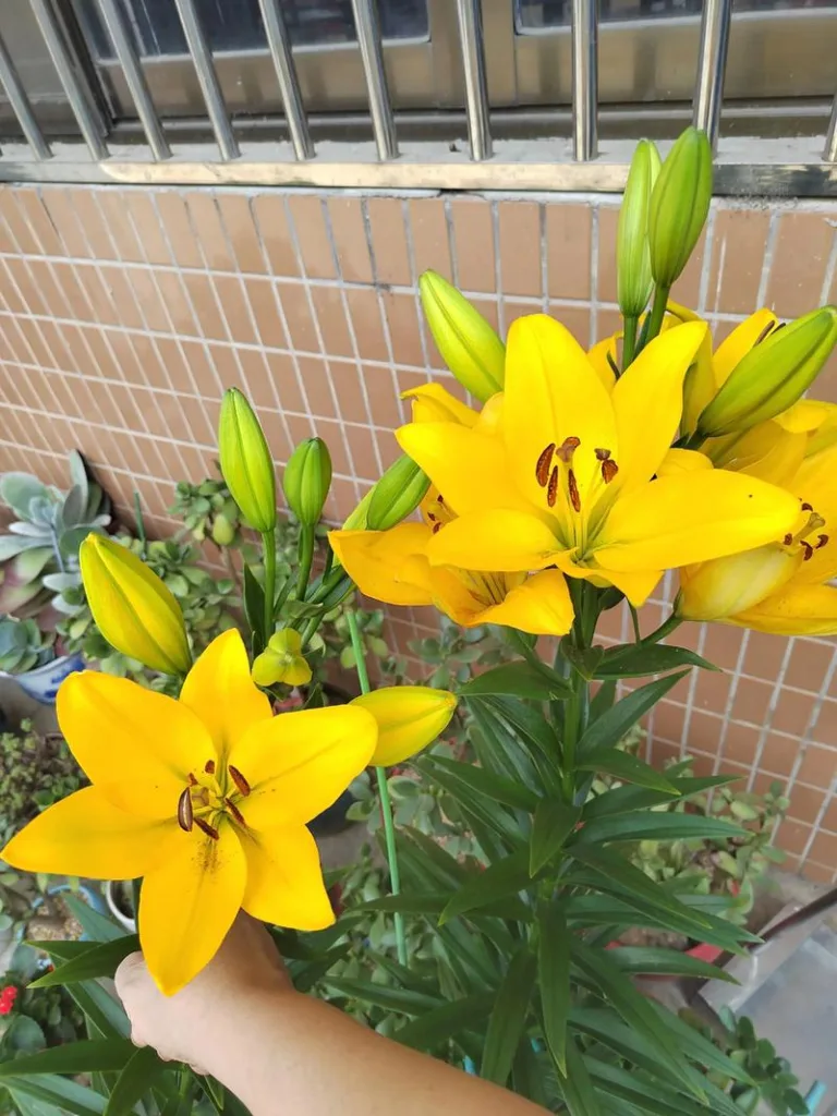 Lily Flower Meaning in Different Cultures: East and West Compared