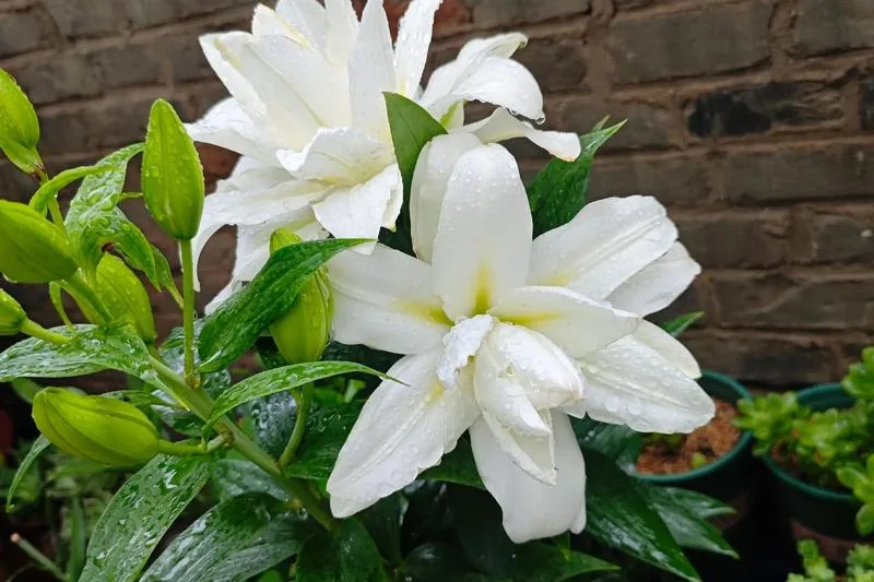 Lily Flower Meaning in Different Cultures: East and West Compared