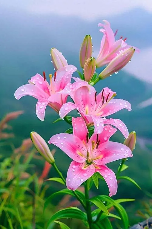 Lily Flower Meaning: Symbolism, Colors, and Cultural Significance