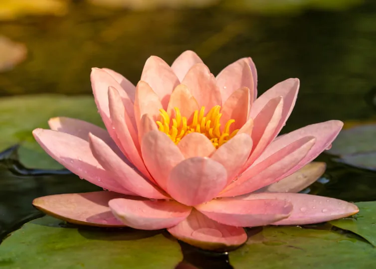 Lotus Flower Meaning: Growth, Purity, and the Power of Rising Above Life’s Struggles