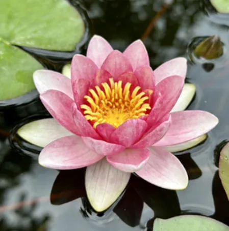 Lotus Flower Meaning in Funerals: Symbolism of Purity, Peace, and Rebirth
