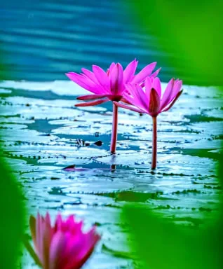 Lotus Flower Meaning in Hinduism: Symbolism, Gods, and Spiritual Life