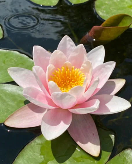Lotus Flower Meaning in Funerals: Symbolism of Purity, Peace, and Rebirth