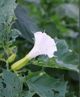 Mandala Flower Meaning: Symbolism, Spiritual Power, and Inner Peace