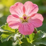 Meaning of the Geranium Flower Explained: Symbolism and Cultural Meaning