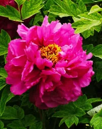 Peony: The Grand, Prosperous “Head of the Household”