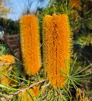 Courage's Metamorphosis: Protea.