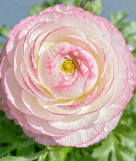 Ranunculus Flower Meaning: Colors, Symbolism, and Uses