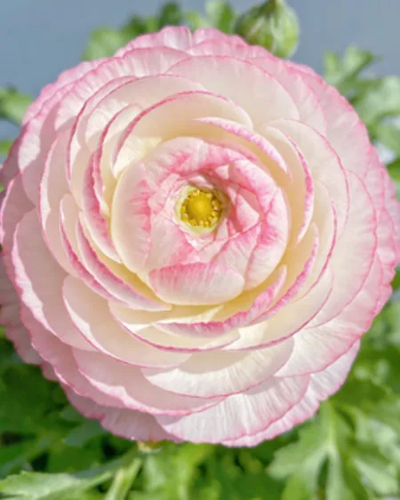 Ranunculus Flower Meaning: Colors, Symbolism, and Uses