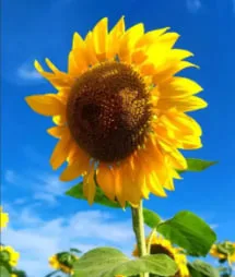 What Flowers Symbolize Freedom? Meaning and Symbolic Flowers Guide