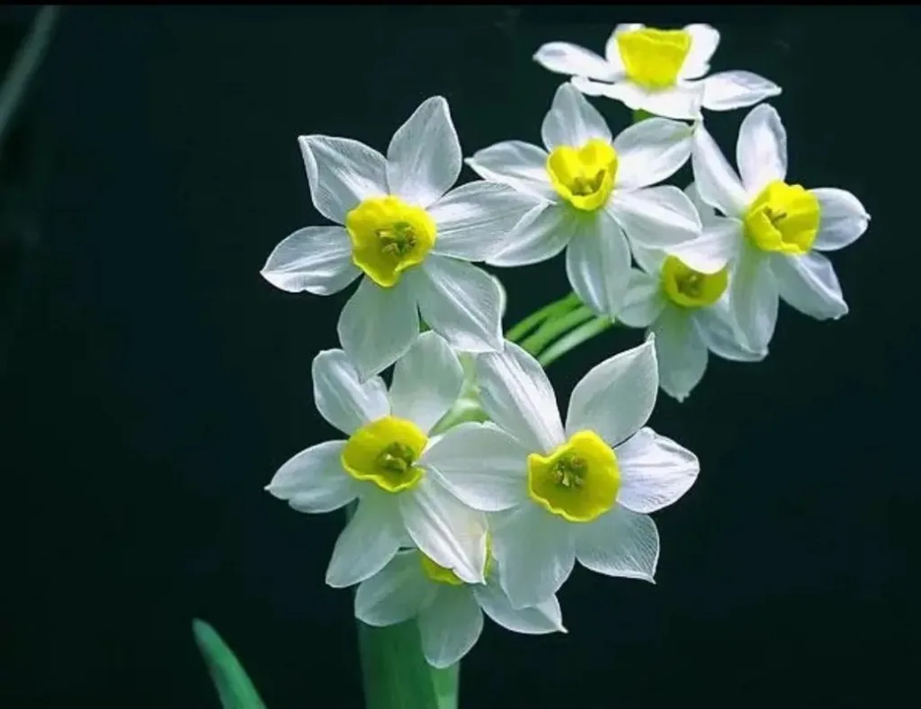 Spring's Messenger: The Daffodil.