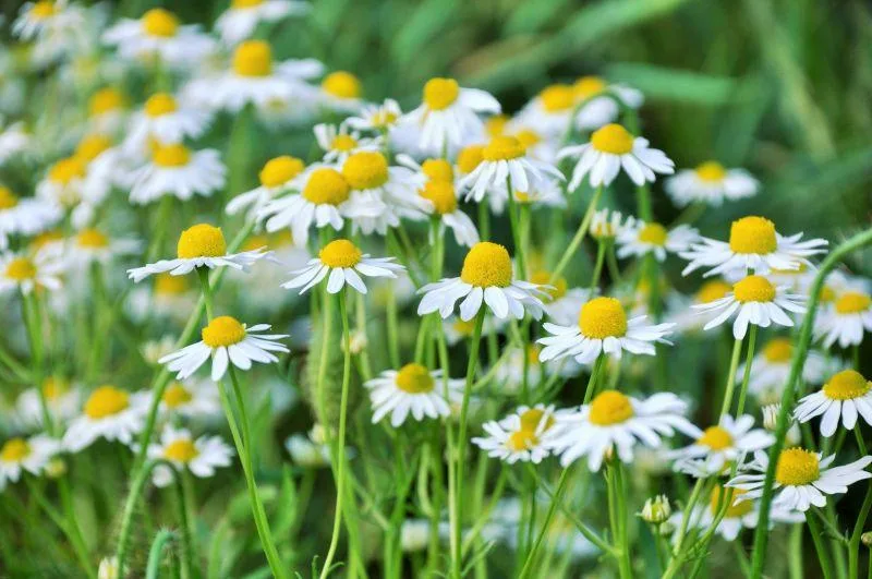 Daily Hope: The Daisy.