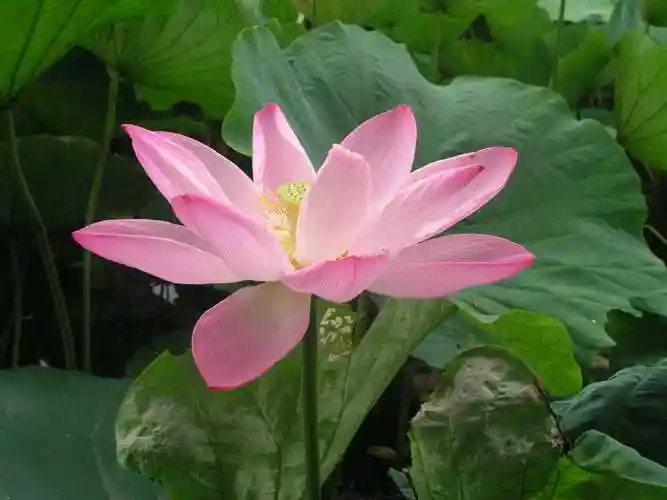 Light in Adversity: The Lotus.