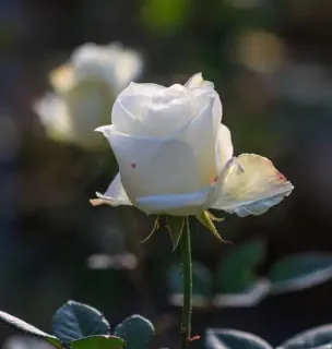 The Pure Origin: White Rose.