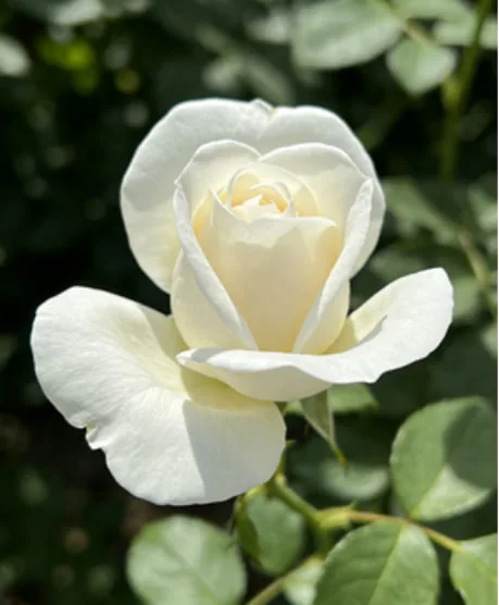 White Rose: Pure Reconciliation.