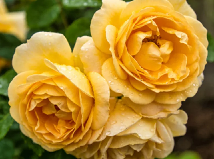 Yellow Roses: Sunshine-like Joy.