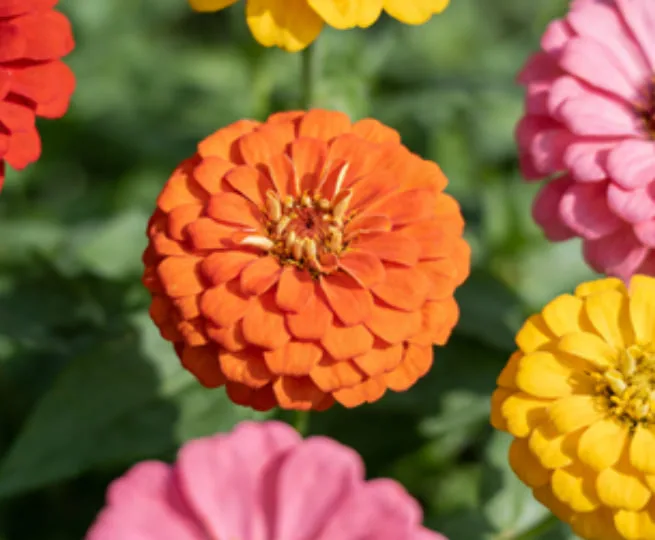 Zinnias: Missing You Even When Apart.