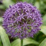 Allium Flower Meaning: Symbolism, History, and Hidden Messages