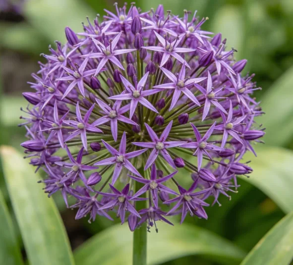 Allium Flower Meaning: Symbolism, History, and Hidden Messages