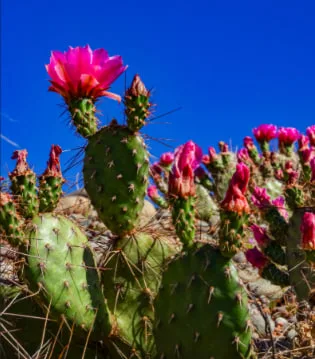 What Does a Cactus Flower Mean? Symbolism and Hidden Messages