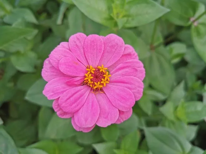 Cosmos Flower Meaning: Symbolism of Harmony, Love, and New Beginnings