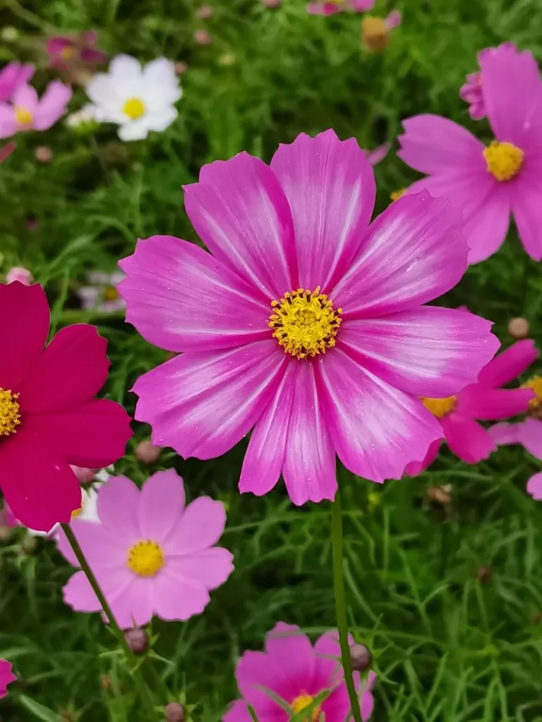 Cosmos Flower Meaning: Symbolism of Harmony, Love, and New Beginnings