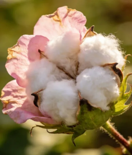 Cotton Flower Meaning Explained: Purity, Comfort, and Quiet Strength