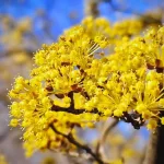 Daphne Flower Meaning: A Fragrant Lesson from My Garden